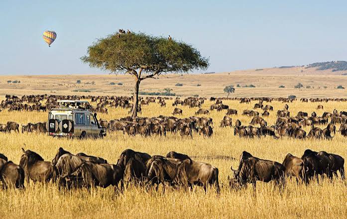7-Day Great Migration Safari