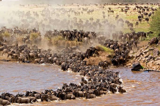 Zebras in the Wild