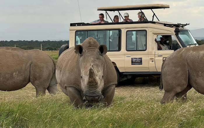 Wildlife in Kenya